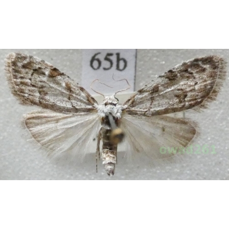 Nola confusalis (Herrich-Schäffer, 1847) Czech65b
